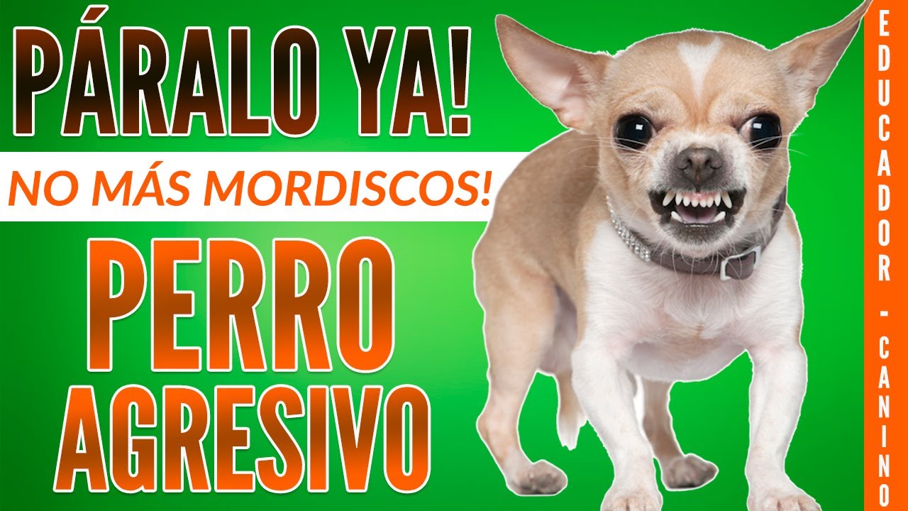 C Mo Criar A Un Chihuahua Para Qu No Sea Agresivo Blog De Adopta Un