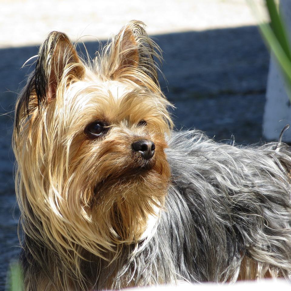 Cómo educar a un cachorro de Yorkshire Terrier Blog de ADOPTA un Animal