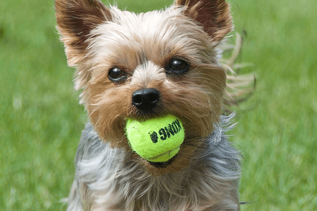 Cómo educar a un cachorro Yorkshire Terrier para qué no muerda Blog