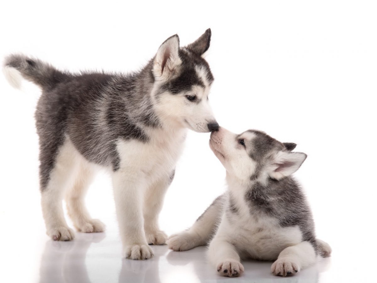 Cu Ndo Deja De Ser Un Cachorro Un Husky Siberiano Blog De Adopta Un