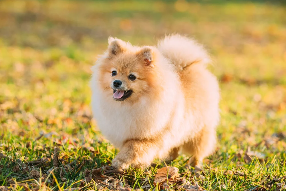 Cu Ndo Se Puede Sacar A Un Cachorro Pomerania A La Calle Blog De