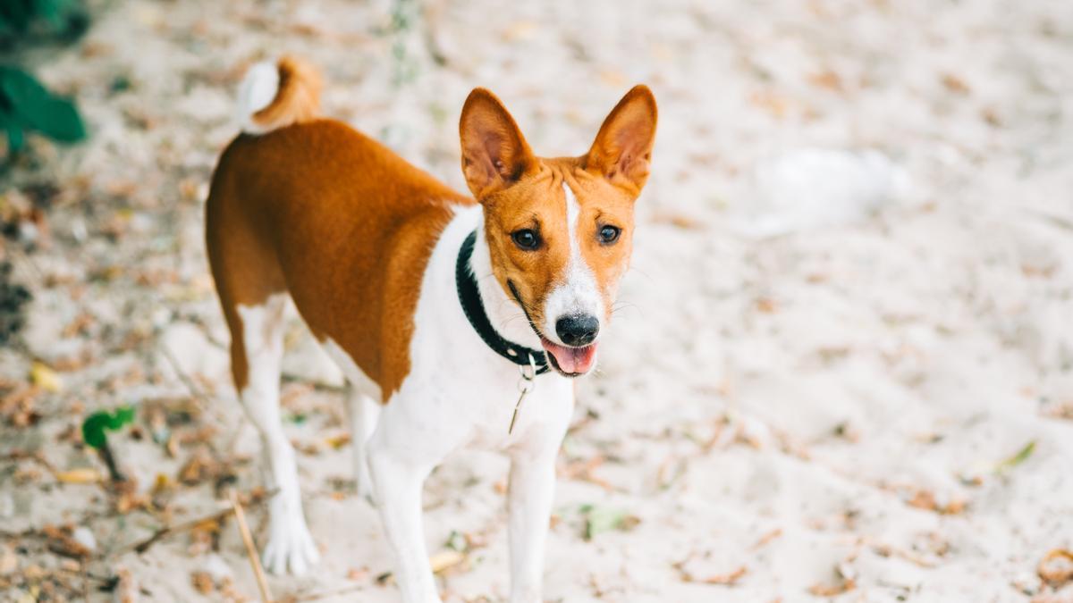 Perro de Agua Irlandés Descúbrelo TODO sobre estos perros ADOPTA