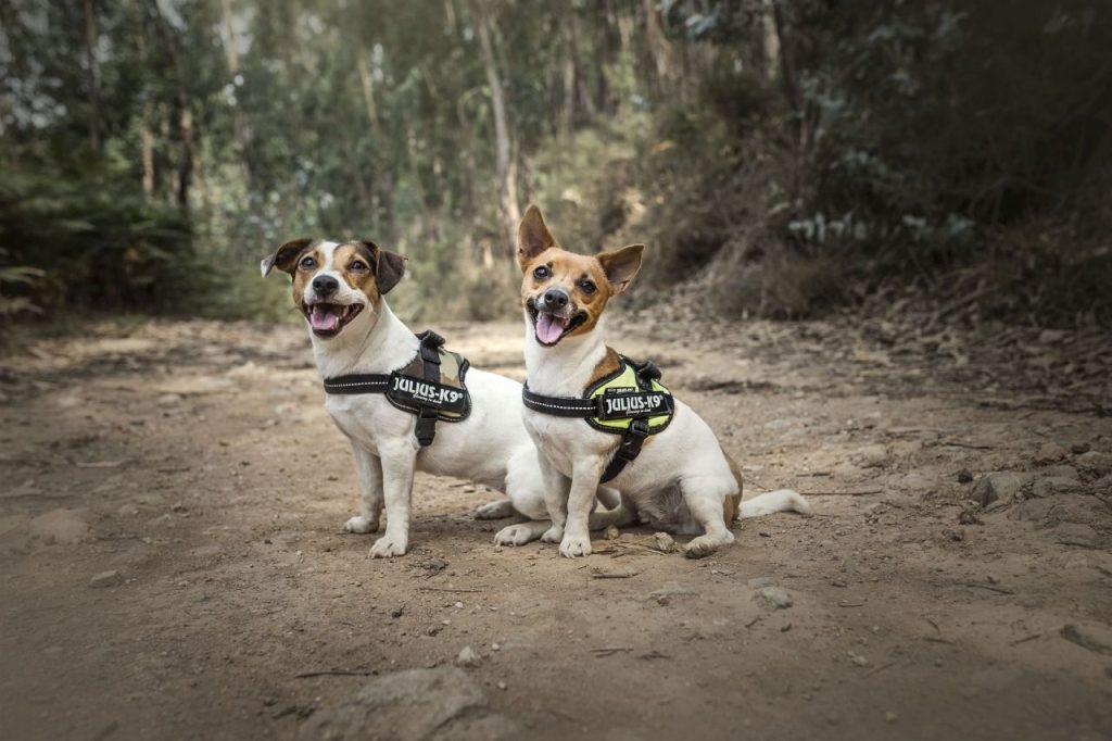 Qué es mejor collar o arnés para Alano Español Blog de ADOPTA un Animal