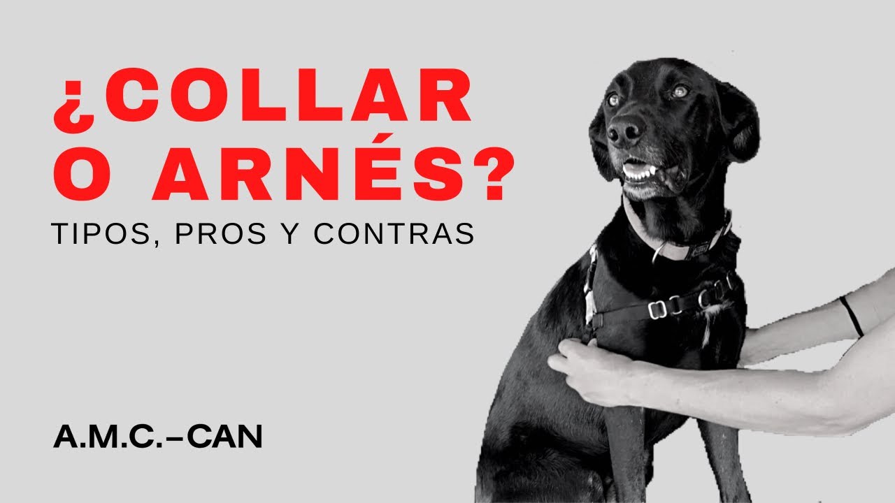 Qué es mejor collar o arnés para BobTail Blog de ADOPTA un Animal