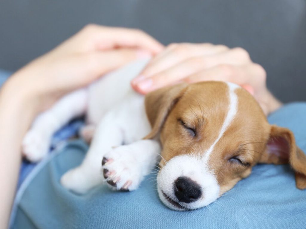 Qué pasa cuando un perro se acuesta a mi lado Blog de ADOPTA un Animal