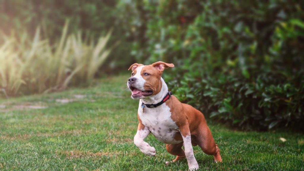 C Mo Criar A Un American Staffordshire Terrier Para Qu No Sea Agresivo