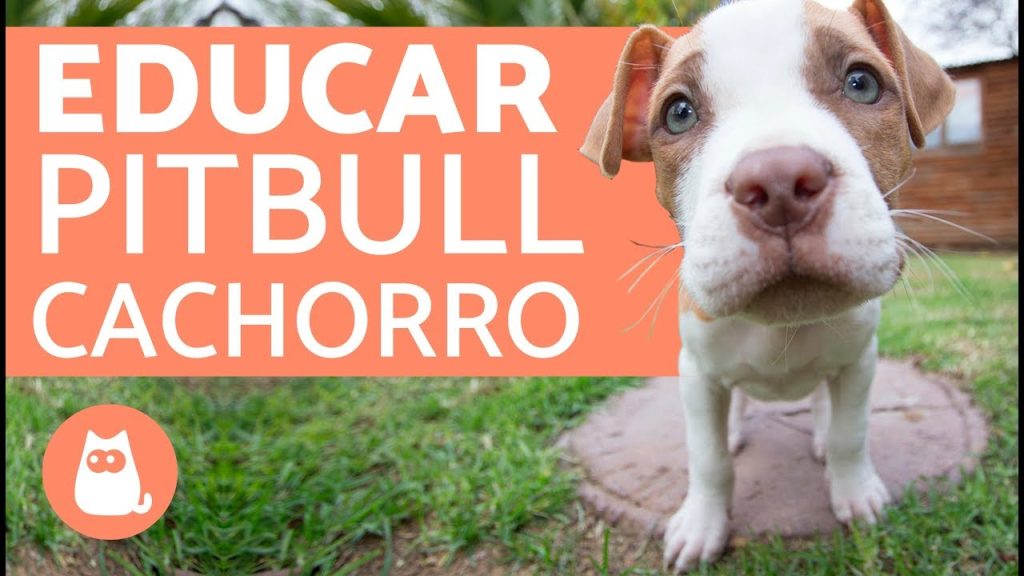 C Mo Educar A Un Cachorro American Bully Para Qu No Muerda Blog De