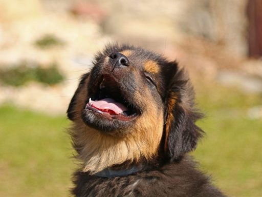 Cómo educar a un cachorro Hovawart para qué no muerda Blog de ADOPTA