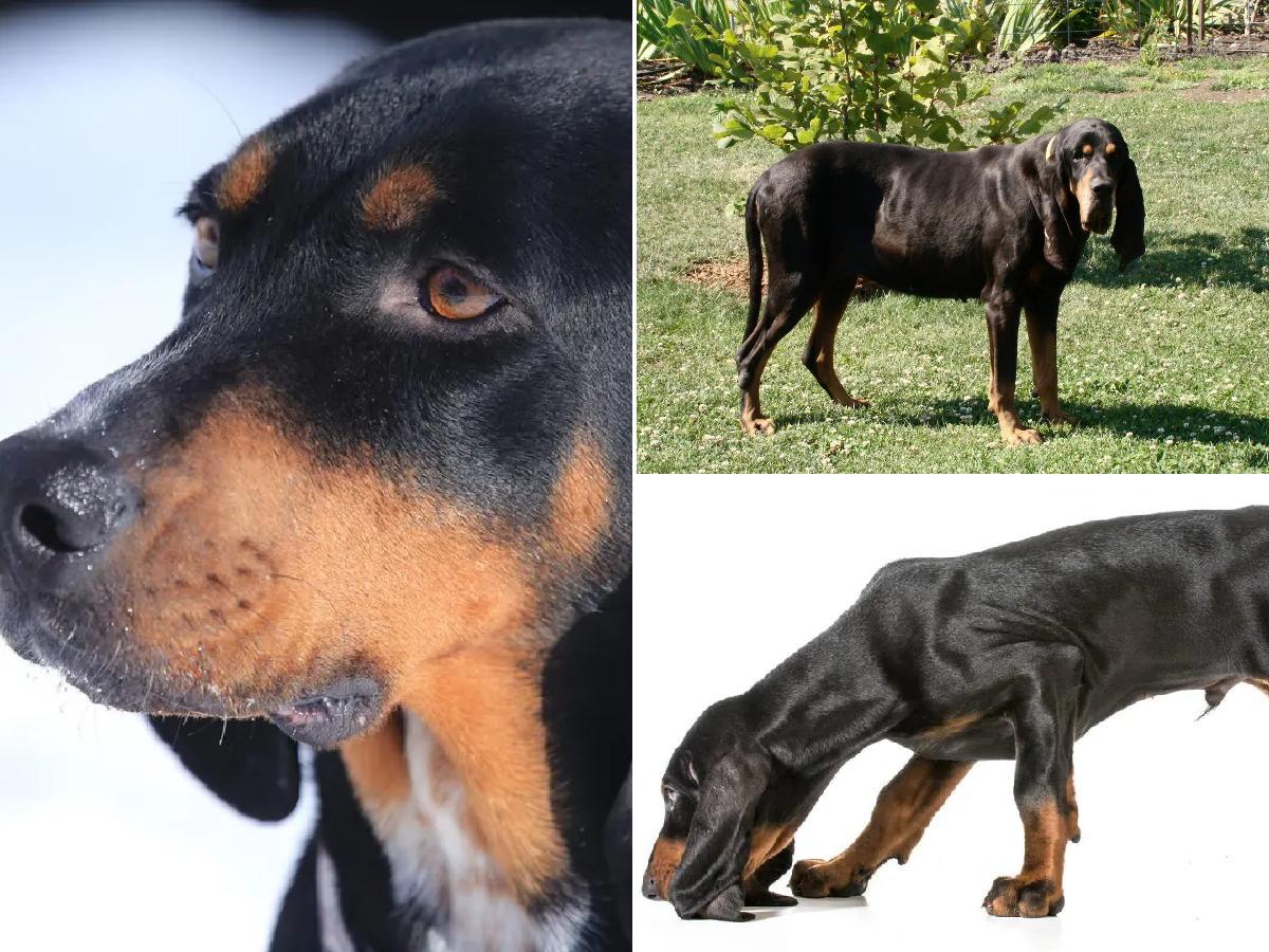 C Mo Educar A Un Perro Black And Tan Coonhound Para Qu Te Obedezca