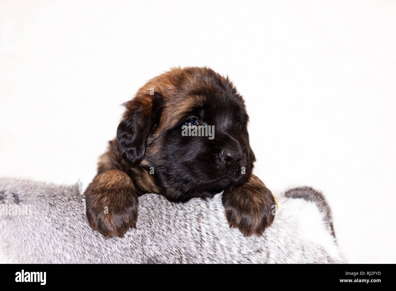 Cómo entrenar a un Leonberger de 2 meses Blog de ADOPTA un Animal