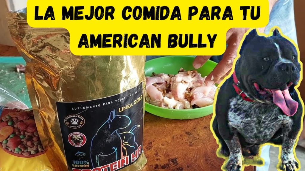 Cu L Es El Mejor Alimento Para Un Perro American Bully Blog De Adopta