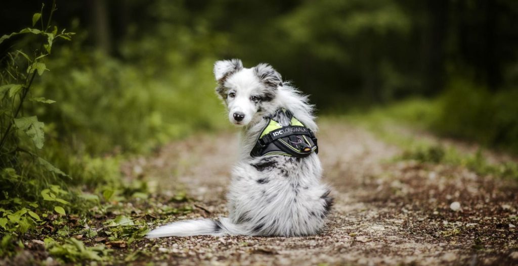 Cu Ndo Se Puede Sacar A Un Cachorro Eurasier A La Calle Blog De