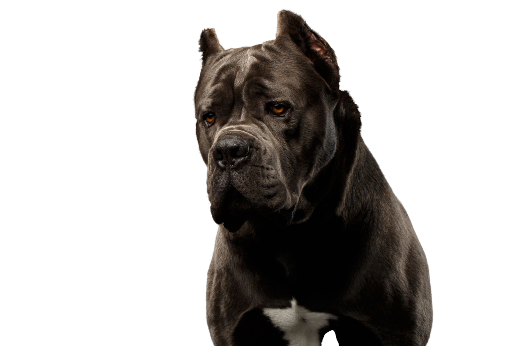 Cuántas horas de ejercicio necesita un Cane Corso Blog de ADOPTA un