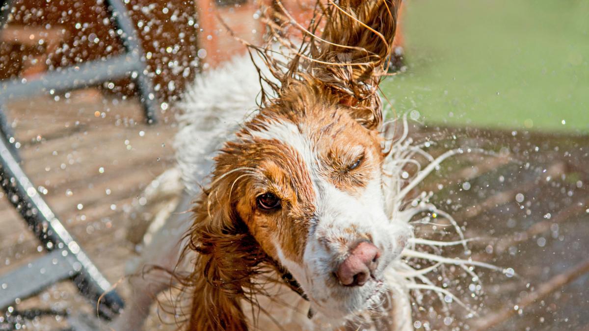 Cuántas veces hay qué lavar a un Landseer Blog de ADOPTA un Animal