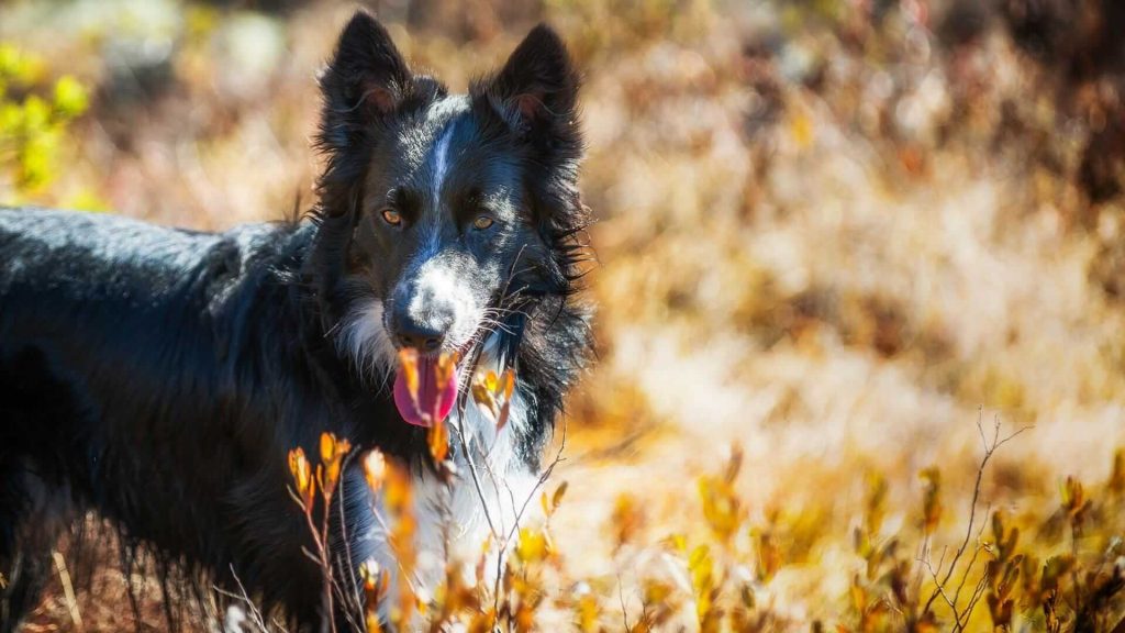 Cuántas veces hay qué sacar a pasear a un Border Collie Blog de