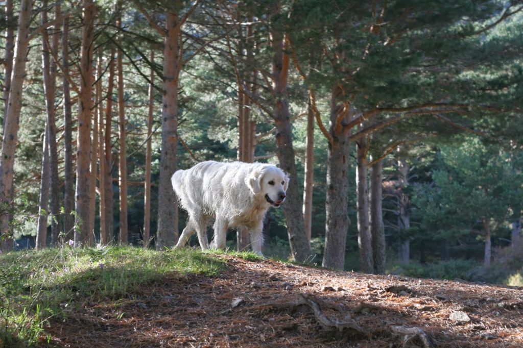 Cuántas veces hay qué sacar a pasear a un Kuvasz Blog de ADOPTA un Animal