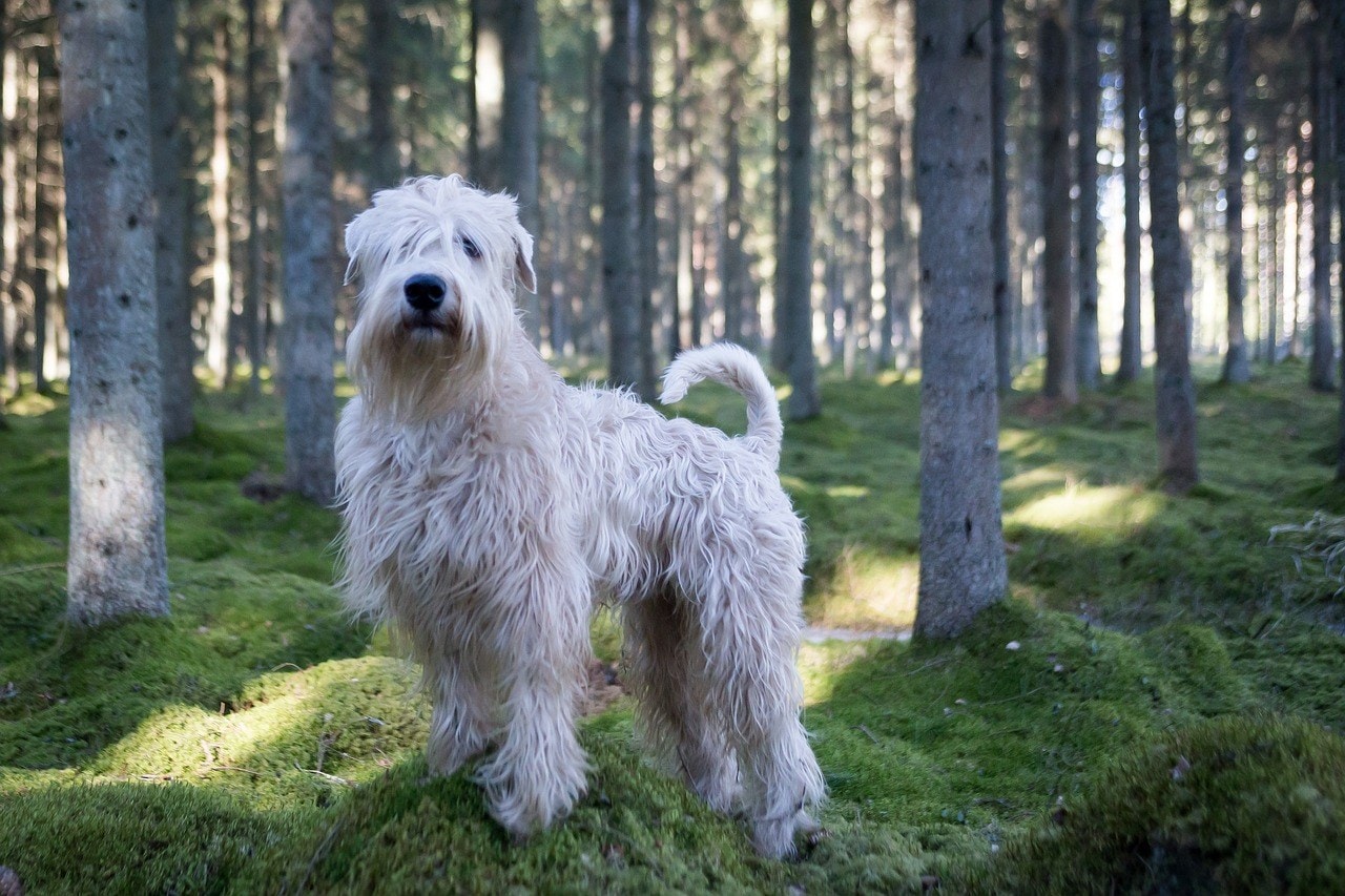 Cuántos años vive un Coated Wheaten Terrier Blog de ADOPTA un Animal