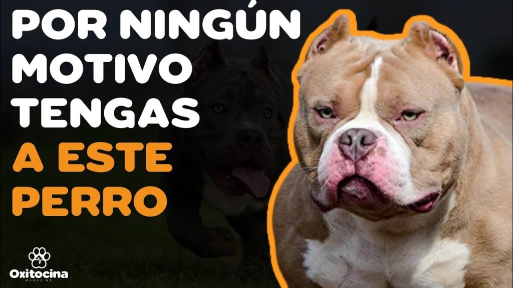 Cuántos cachorros puede tener un American Bully Blog de ADOPTA un Animal