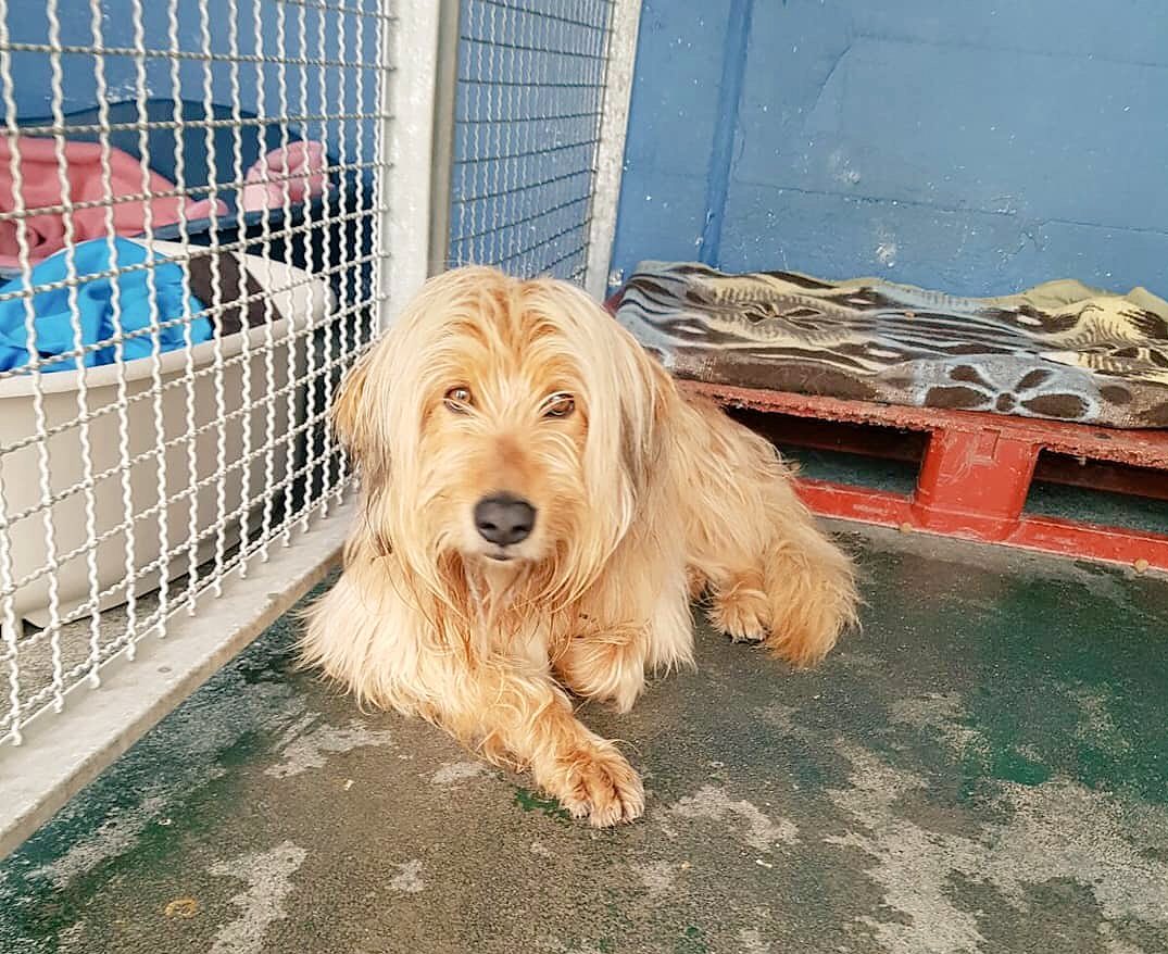 Cuántos hijos puede tener un Griffon Fauve de Bretagne Blog de ADOPTA