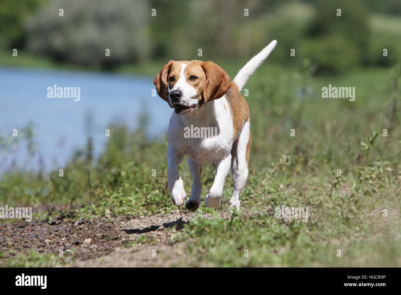 Dónde acariciar a un Foxhound Inglés Blog de ADOPTA un Animal