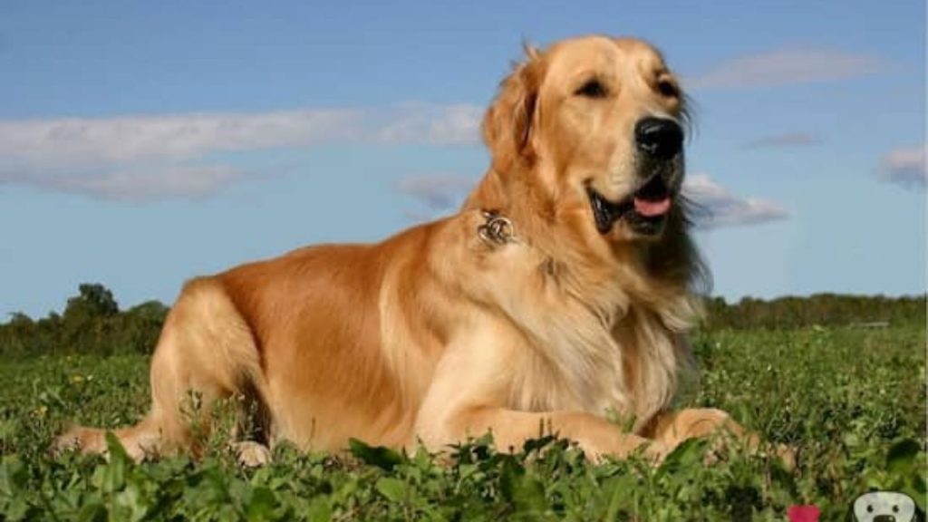 Qué tan fuerte es el Golden Retriever Blog de ADOPTA un Animal