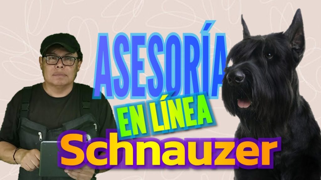 Cómo adiestrar un Schnauzer Gigante cachorro gratis Blog de ADOPTA un