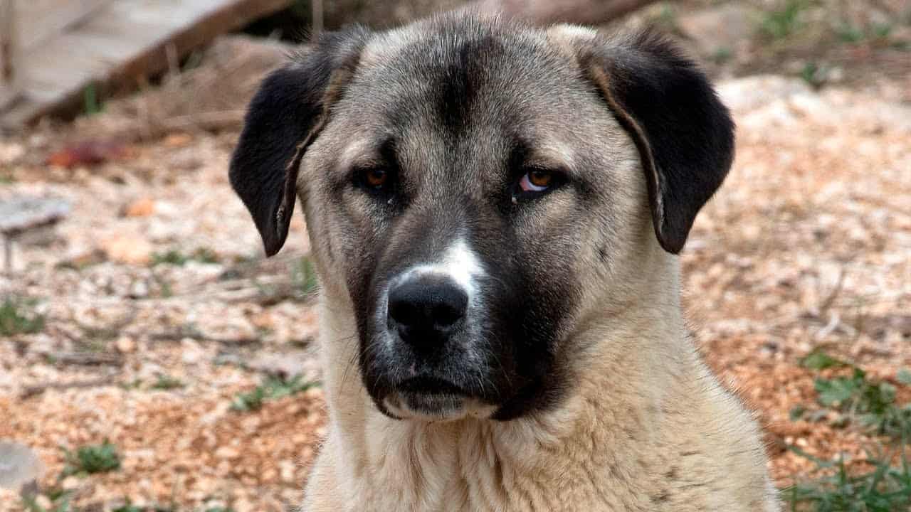 Cuándo se puede sacar a un cachorro Pastor de Anatolia a la calle