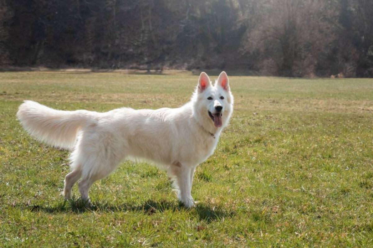 Cuándo un Pastor Blanco Suizo pasa a ser adulto Blog de ADOPTA un Animal