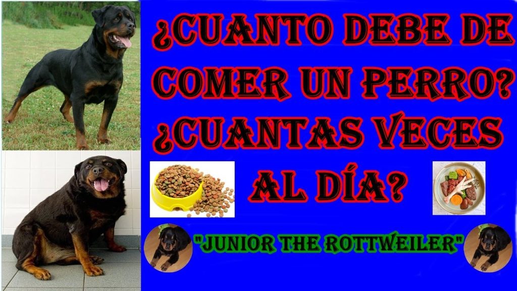 Cu Ntas Veces Al D A Debe Comer Un Cachorro Rottweiler Blog De Adopta