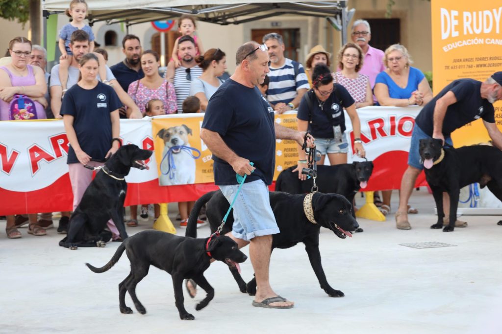 Dónde acariciar a un Pastor Mallorquín Blog de ADOPTA un Animal