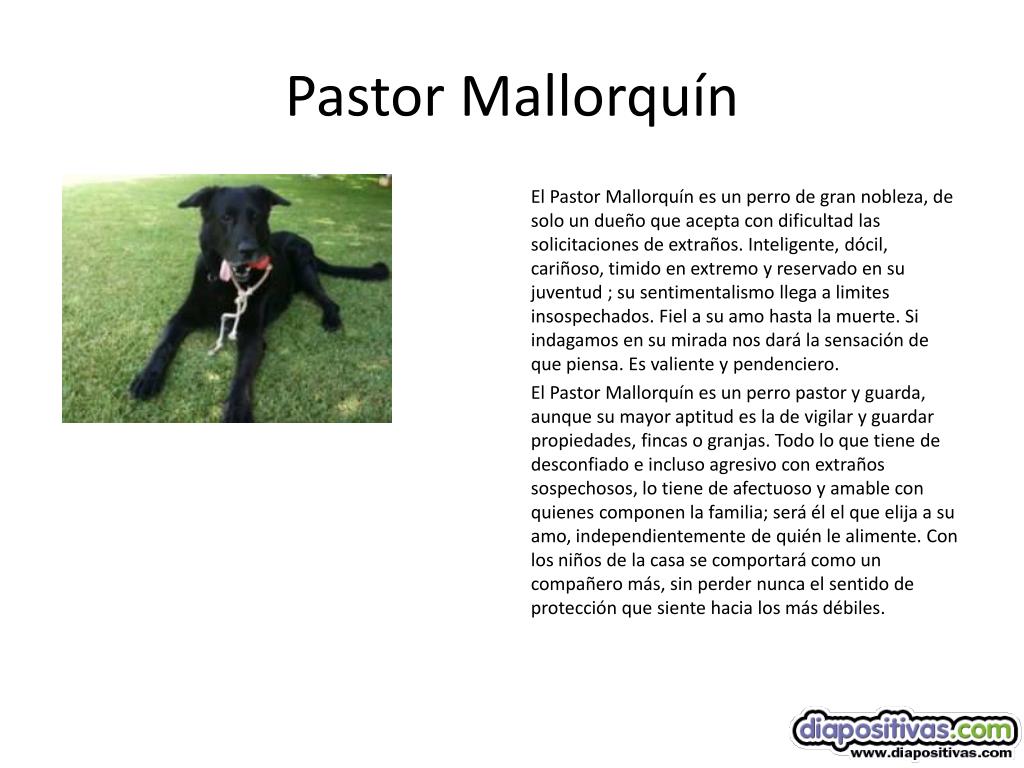 Qu Pasa Si Le Rapas El Pelo A Un Pastor Mallorqu N Blog De Adopta Un