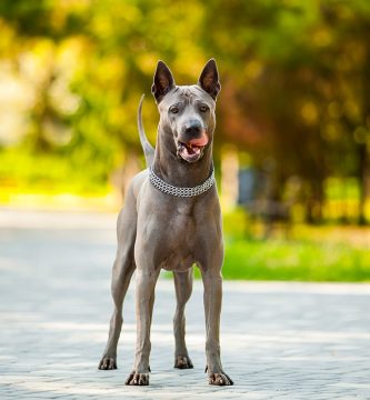 Perro Thai Ridgeback Descúbrelo TODO sobre estos perros ADOPTA un