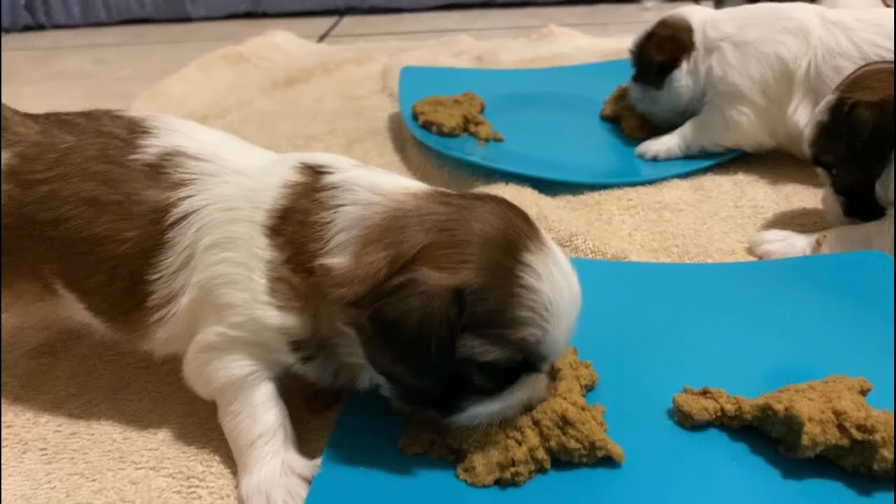 Cómo alimentar a un cachorro Shih Tzu Blog de ADOPTA un Animal