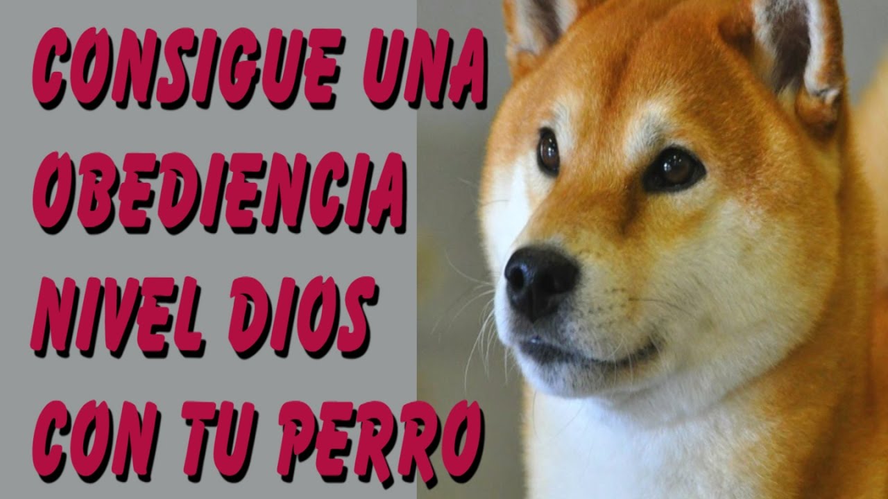 C Mo Criar A Un Perro Hokkaido Para Qu No Sea Agresivo Blog De