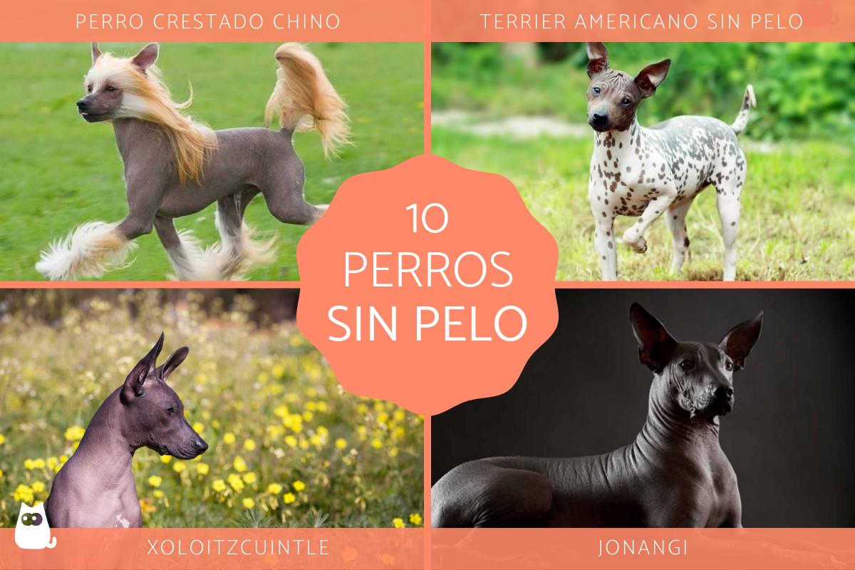 Cómo criar un Perro sin pelo del Perú macho Blog de ADOPTA un Animal