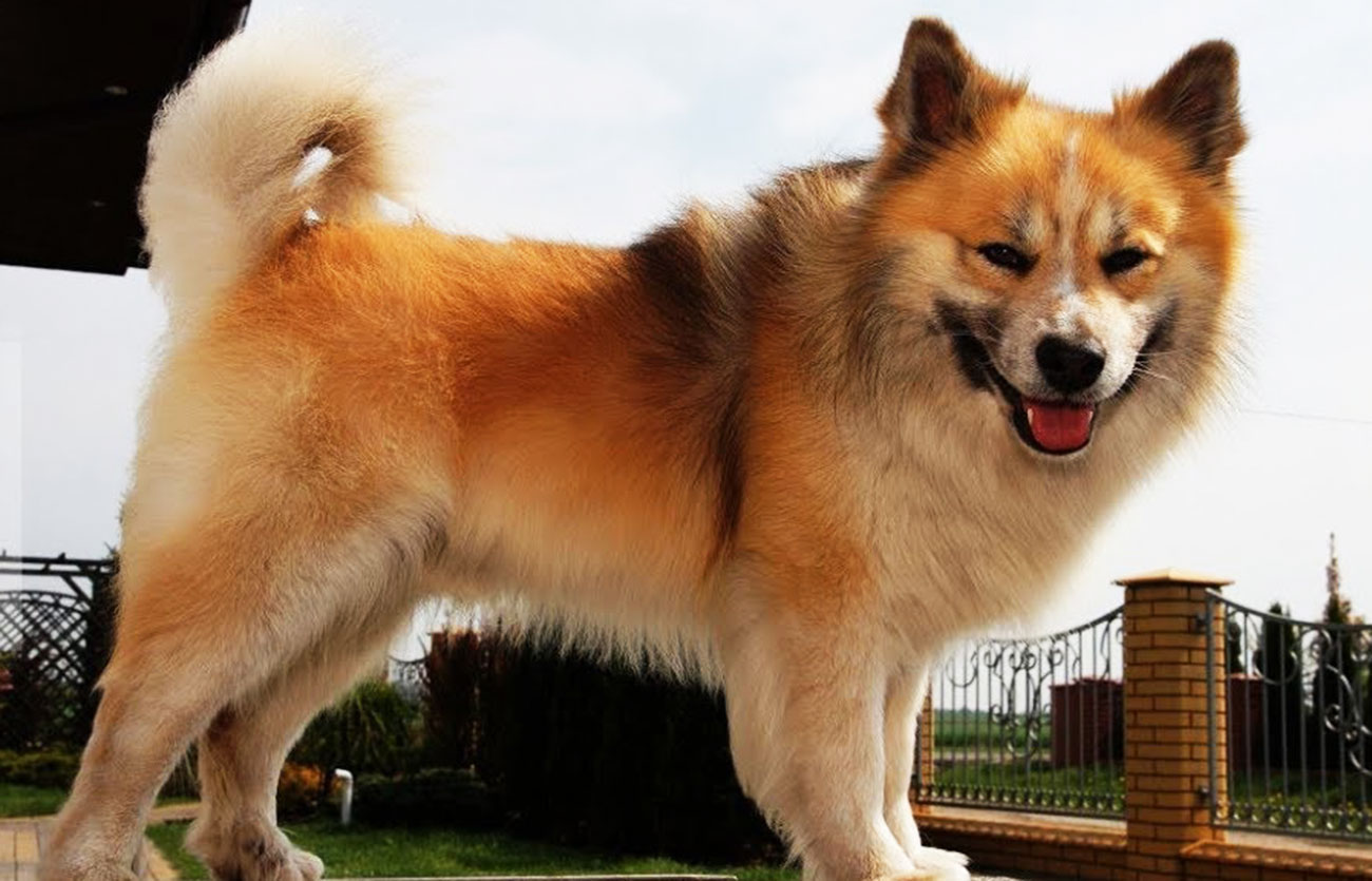 Cómo cuidar el pelo de un Perro pastor Islandés Blog de ADOPTA un Animal