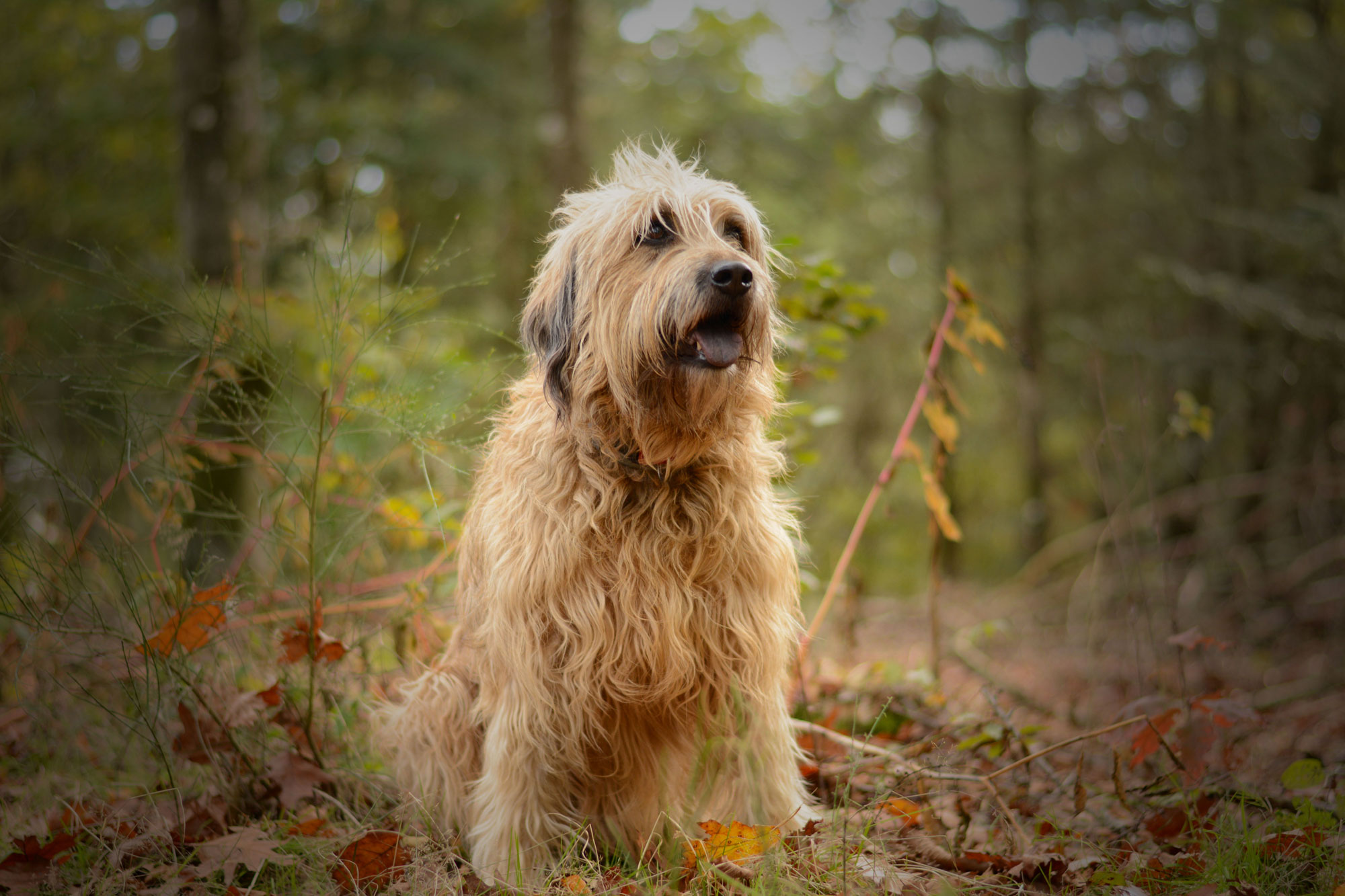 C Mo Educar A Un Cachorro Wheaten Terrier Para Qu No Muerda Blog De