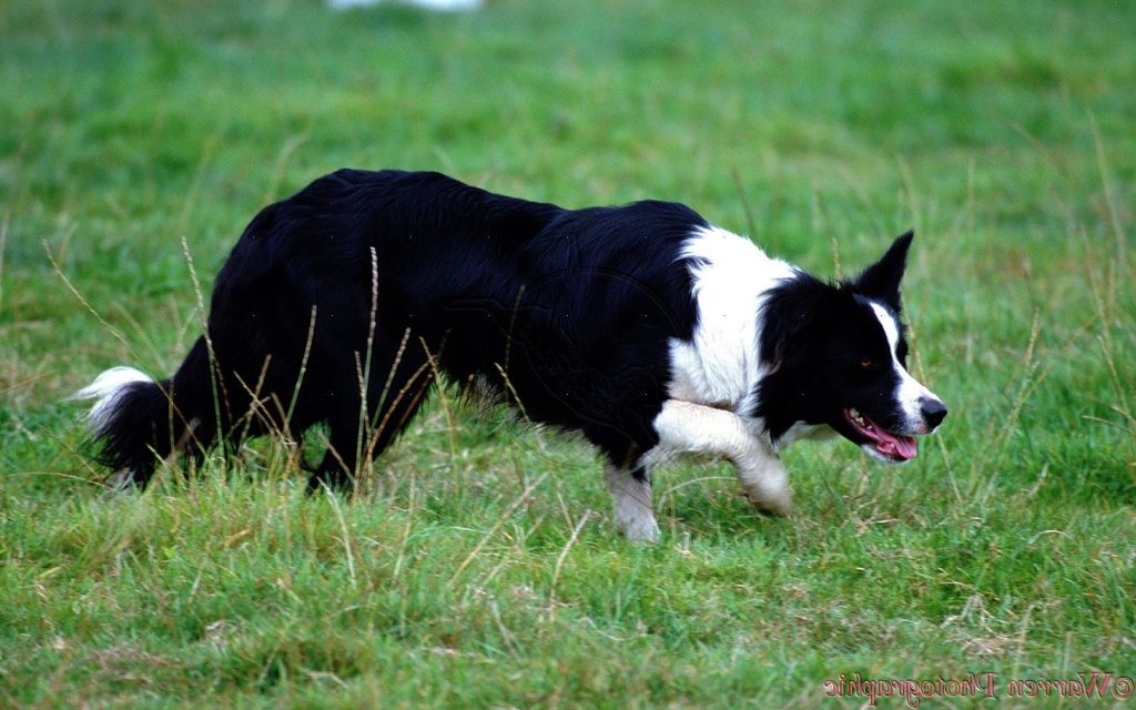 Cómo educar a un perro Perro de osos de Carelia para qué te obedezca