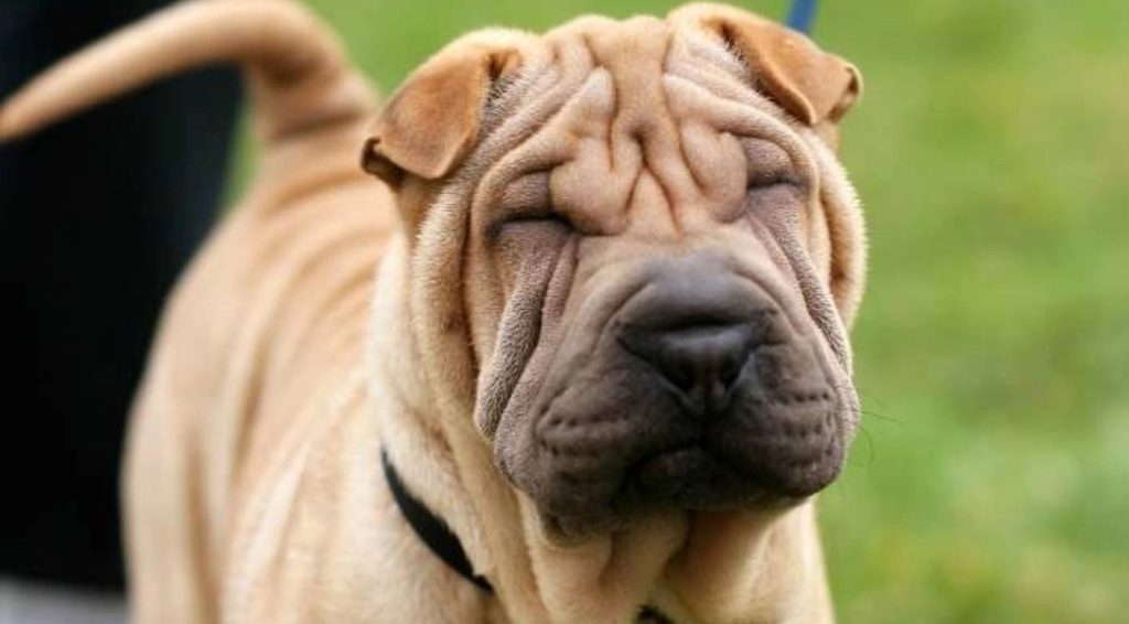 Cómo engordar a mi perro Shar Pei Blog de ADOPTA un Animal