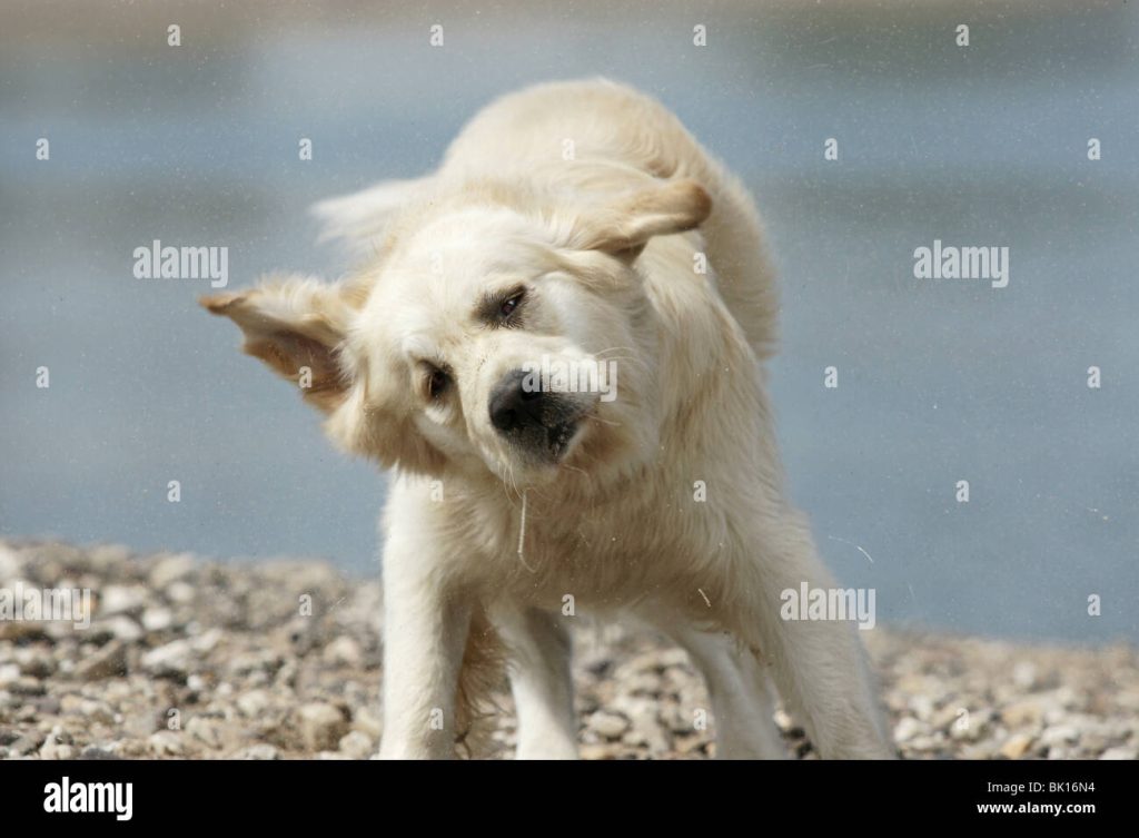 Cómo enseñar a un perro Retriever de Chesapeake a ir al baño Blog de