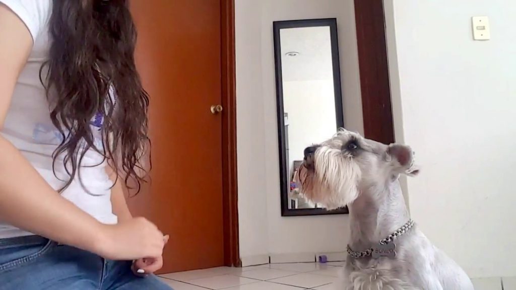 Cómo enseñar a un perro Terrier Checo a ir al baño Blog de ADOPTA un