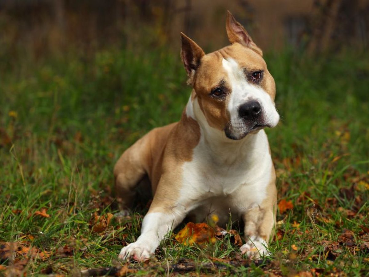 Cómo saber si un perro es de raza Staffordshire Bull Terrier Blog de