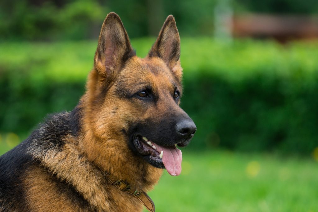 Cuándo deja de ser un cachorro un Perro de Muestra Alemán de Pelo largo