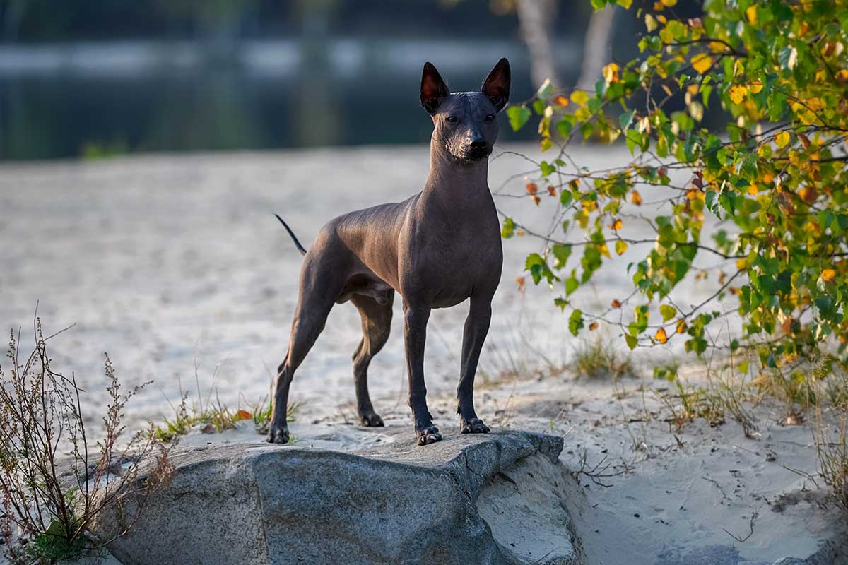 Cu Ntas Horas De Ejercicio Necesita Un Perro Sin Pelo Del Per Blog