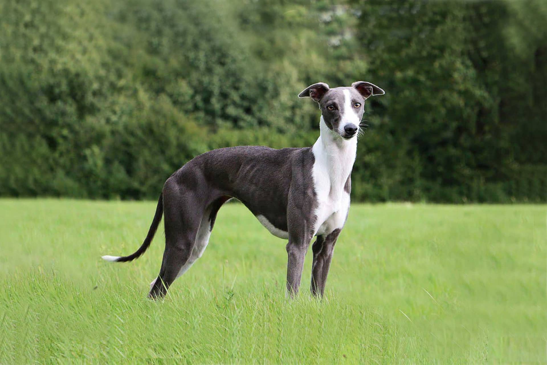 Cuántas horas de ejercicio necesita un Whippet Blog de ADOPTA un Animal