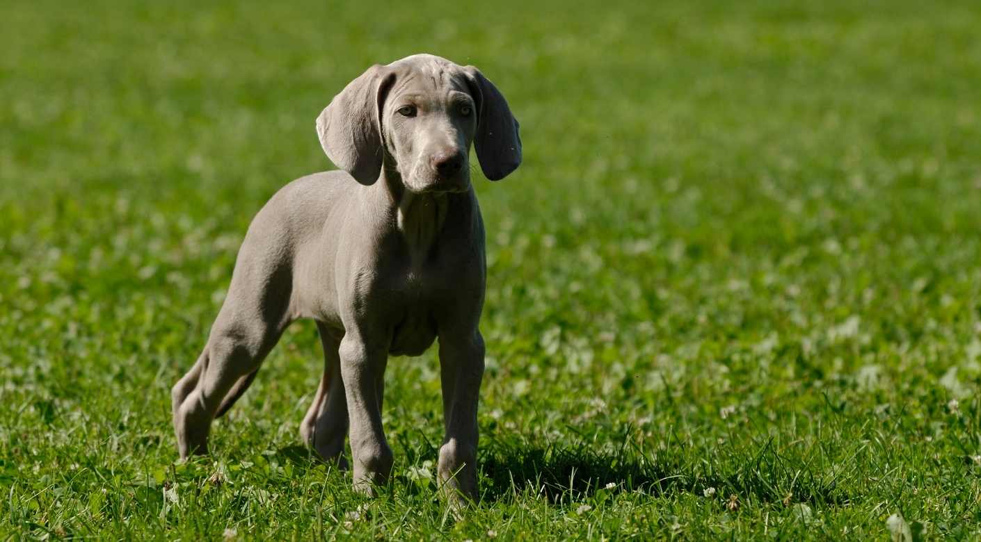 Cuántas veces al día debe comer un Braco de Weimar Blog de ADOPTA un