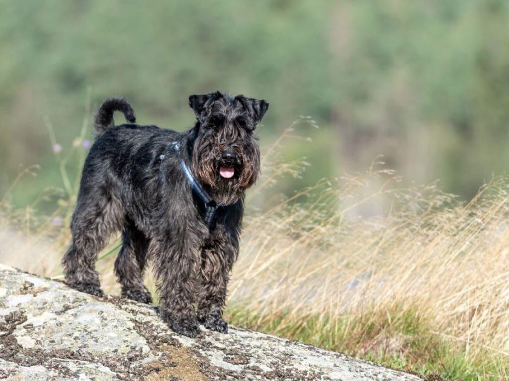 Cu Ntas Veces Hay Qu Sacar A Pasear A Un Schnauzer Standard Blog De