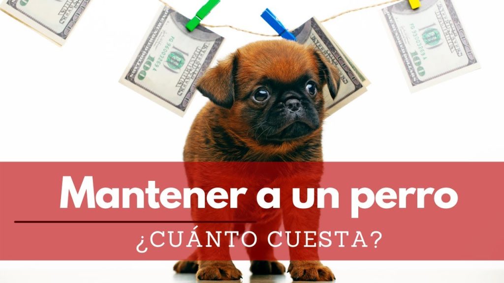 Cuánto cuesta mantener un perro Terrier Aleman en España Blog de