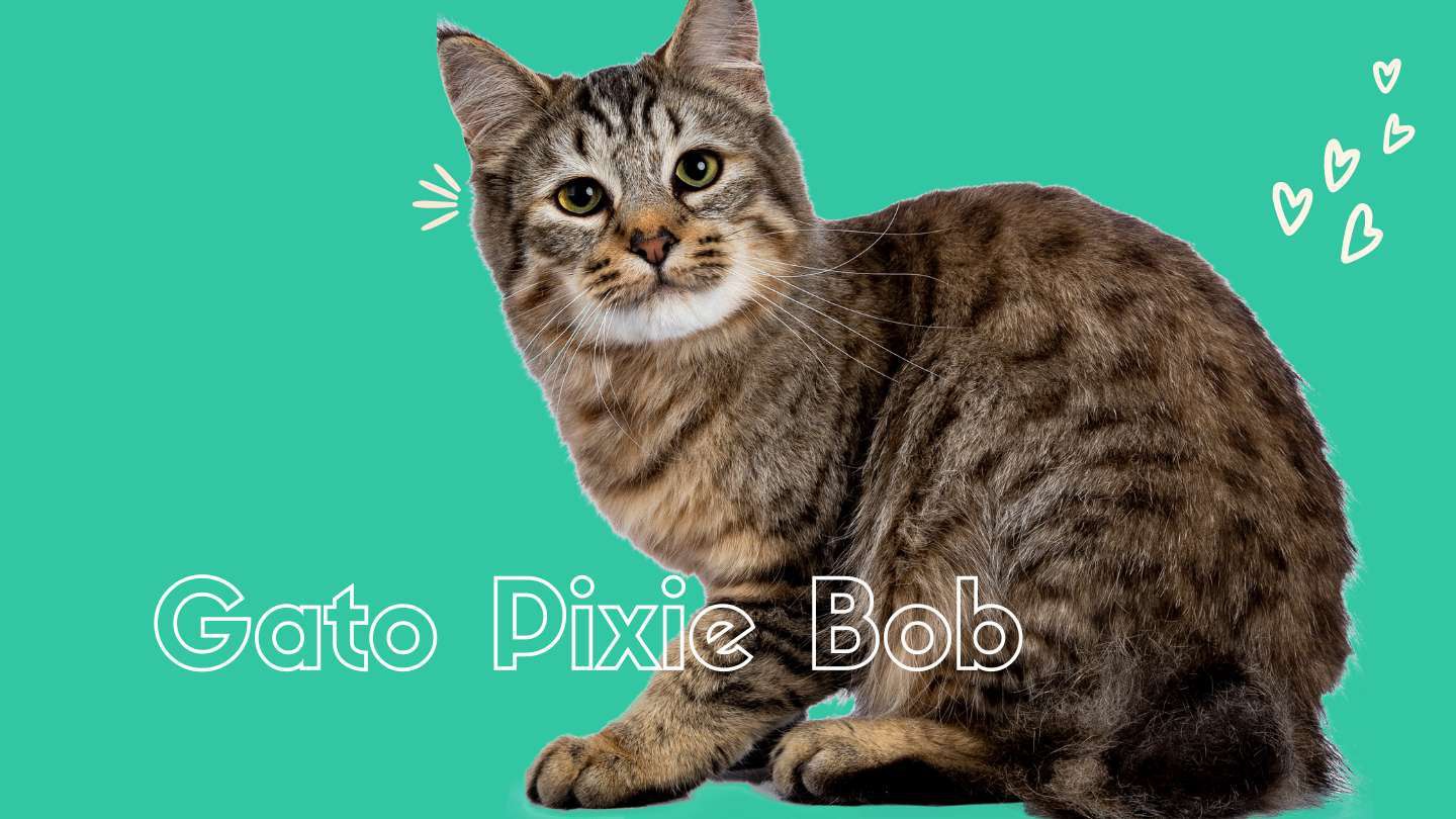 Cuánto mide un gato Pixie Bob Blog de ADOPTA un Animal