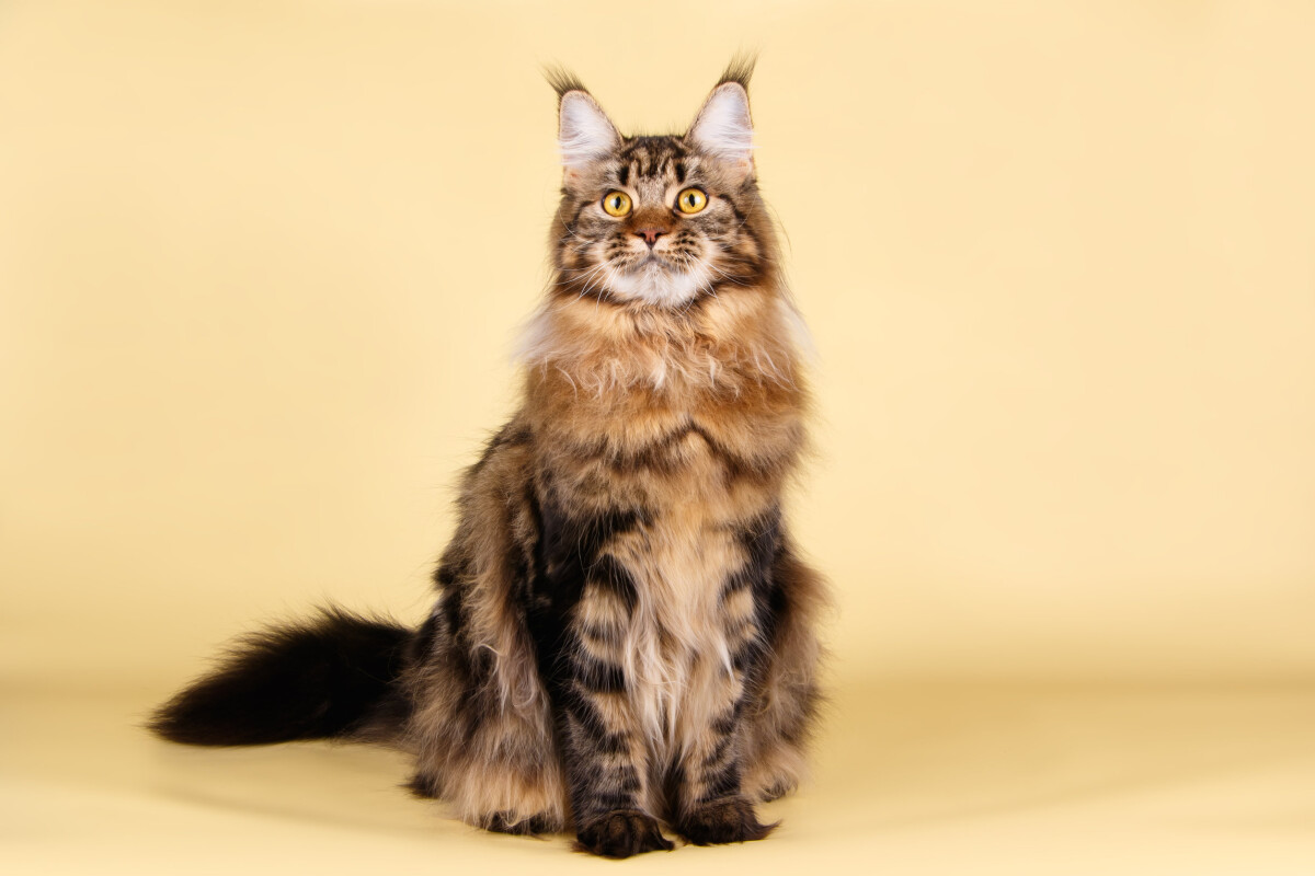 Cuánto tarda crecer pelo gato Maine Coon Blog de ADOPTA un Animal